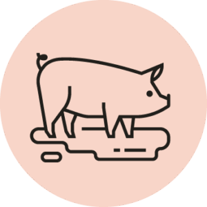 Schwein
