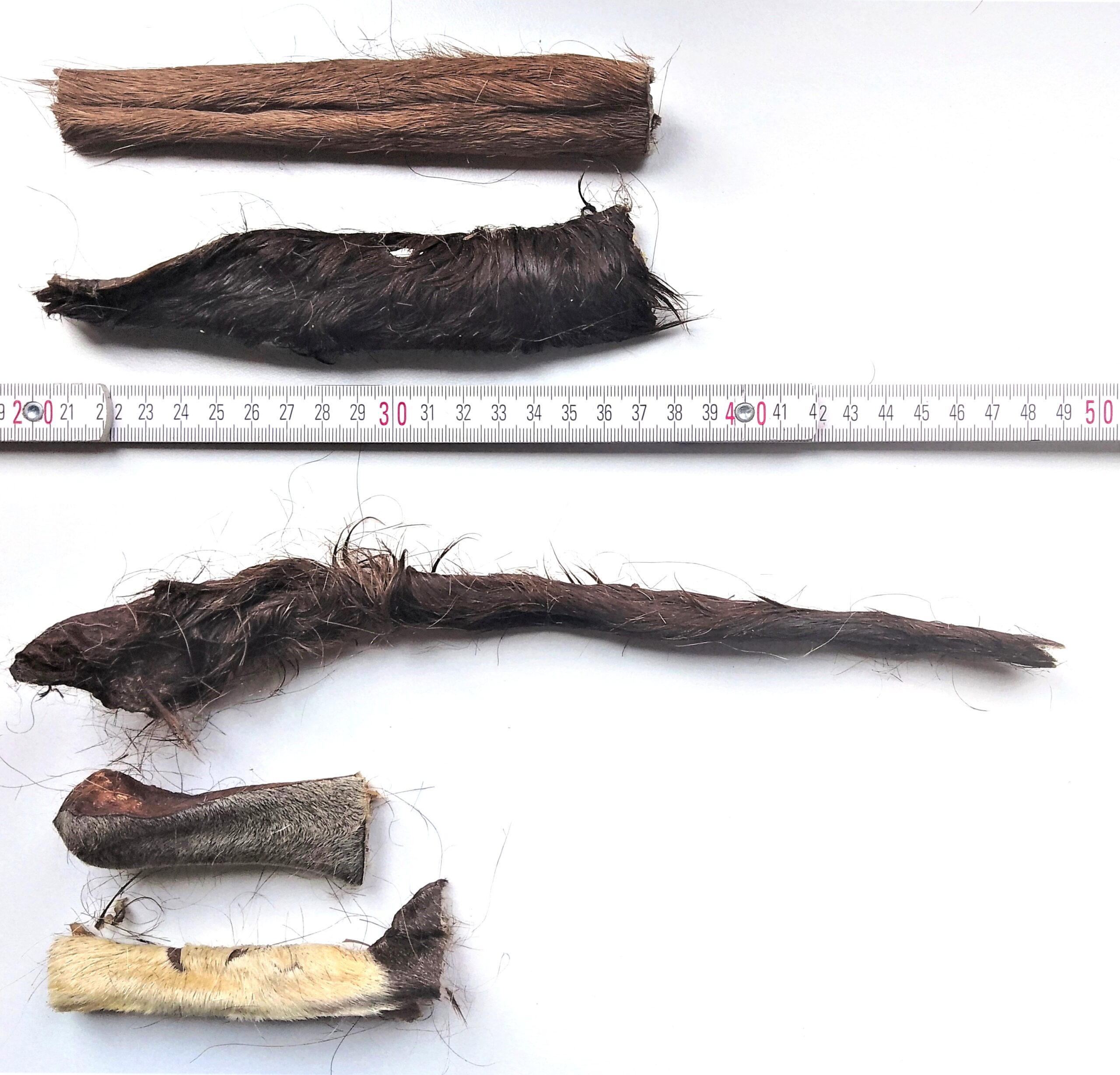 Pferdekopfhaut mit Fell | getrocknet | Streifen – Bild 2